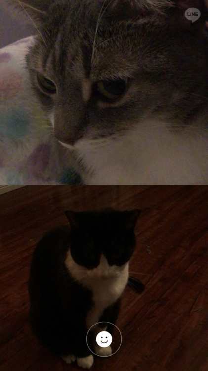 In which @boss-cat and @rainbowdaily video chat each other