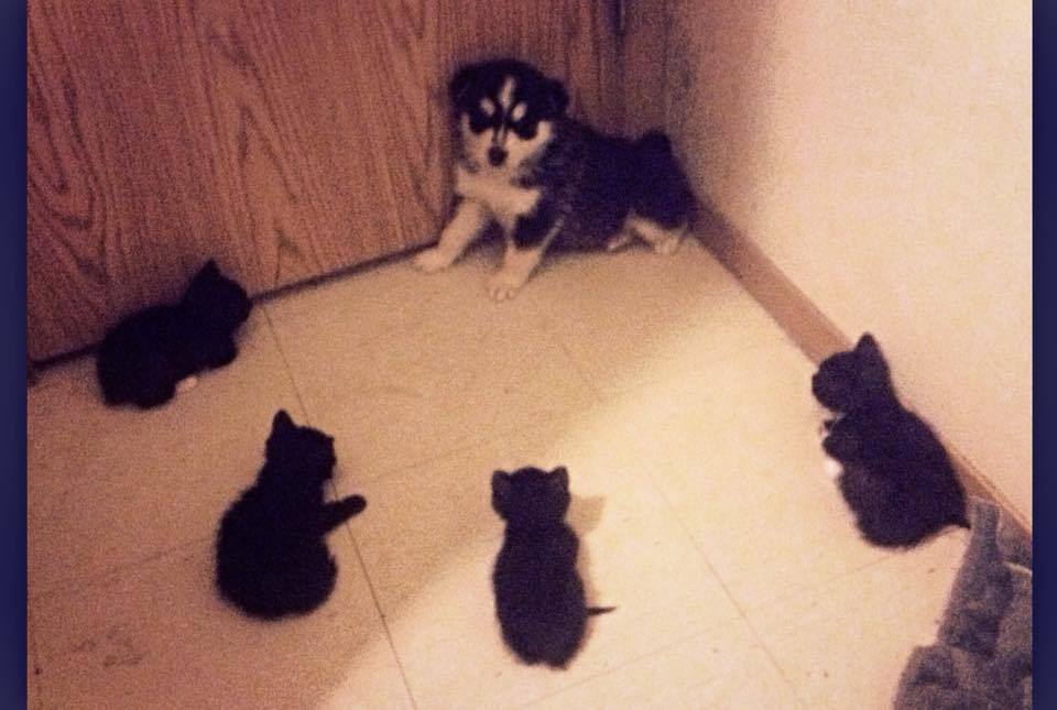 lolfactory:  Cornered☆ funny tumblr ☆ funny reblogs