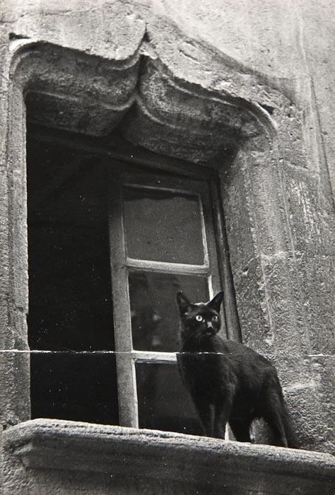 theartivistic:City Cats,1938 by Brassaï. Vintage ferrotyped gelatin silver print.