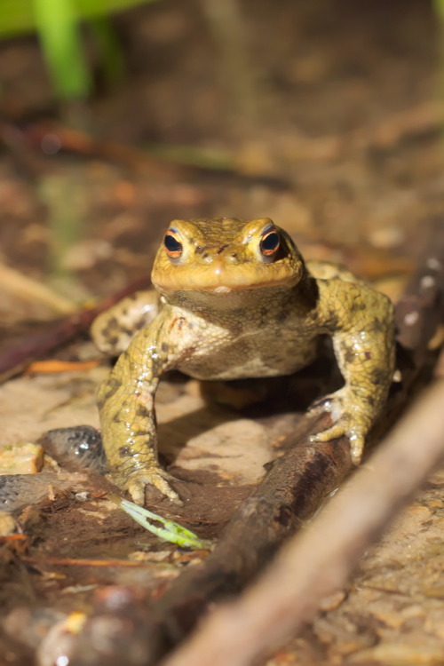 Another bufo bufo.