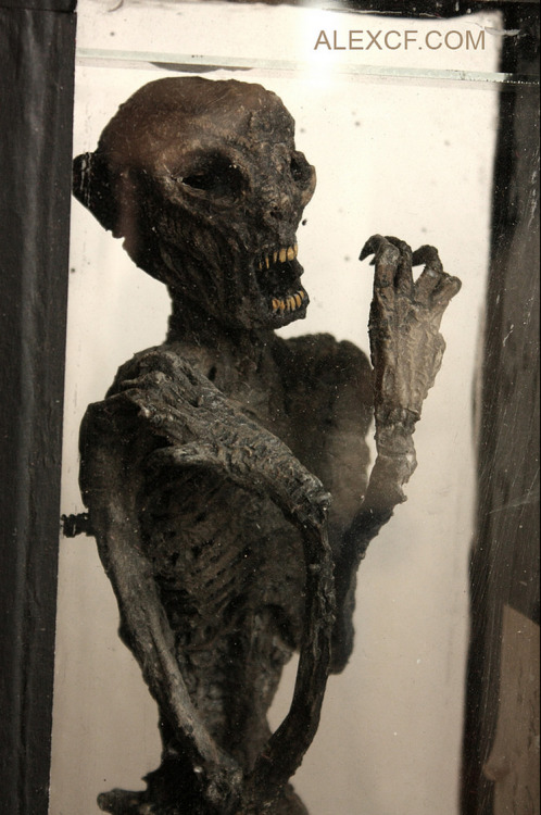 Several of the delightful and desiccated specimens featured in the Merrylin Cryptid Museum, an onlin