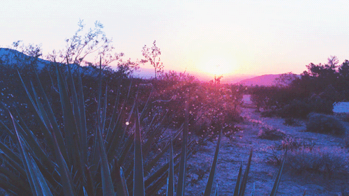 leahberman: desert spirits Joshua Tree National Park, California instagram