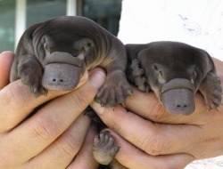 awwww-cute:  Adorable baby platypuses