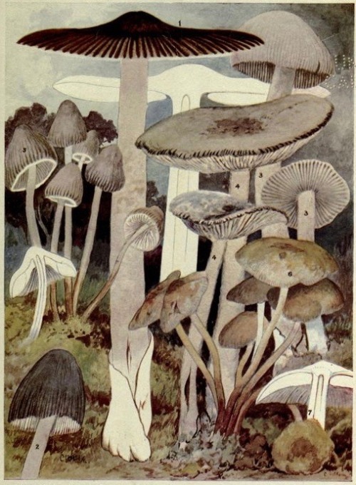 nemfrog:Toadstools, mushrooms, Fungi, edible and poisonous. 1912. 