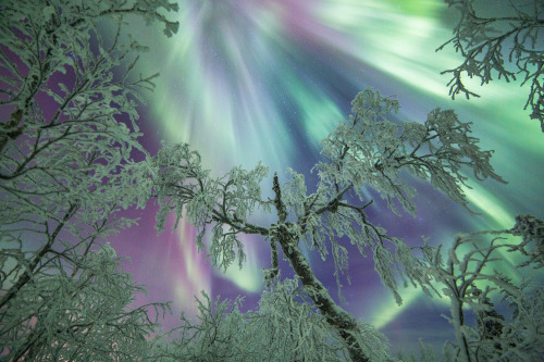 tiinatormanenphotography:Trees. 14th Dec 2015.  Taivalkoski, Finland. by Tiina Tö