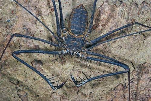 Amblypygi (aka tailless whip-scorpion, aka whip spider). Completely harmless to humans.
