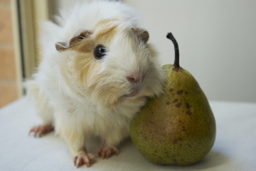 digyourownrabbithole:Piggy & pear.Lottie the guinea pig was rescued after being dumped into bush
