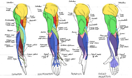 XXX helpyoudraw:  Anatomy - Human Arm Muscles by Canadian-Rainwater from photo