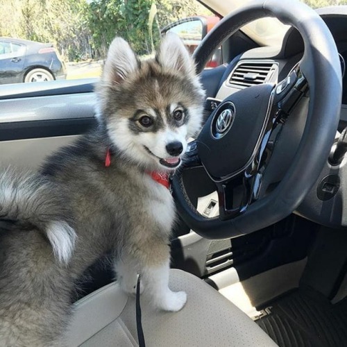 thecutedogsblog: cutedogs2019:Going to the beach would you like to come #cutiepuppy #cutedogs #cut