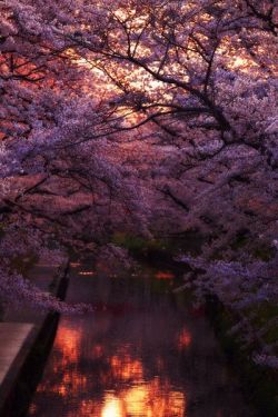 bluepueblo:  Cherry Blossom River, Kyoto, Japan photo via katrin 