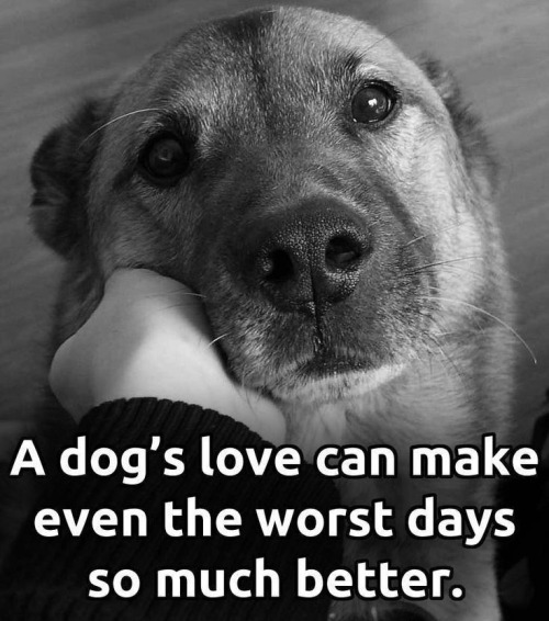 mariodawg:❤️❤️True, as can a cats love