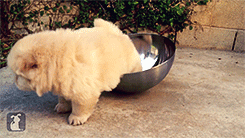theparadoxgina:  Chow Puppy Can’t Get Out of Bowl [x]