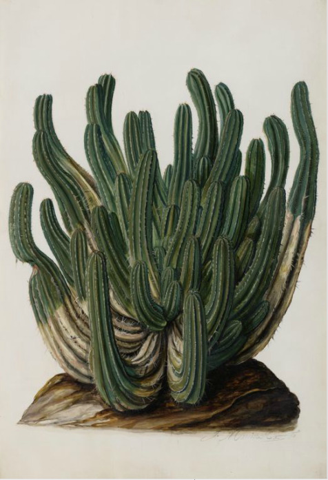 Jan Moninckx, Euphorbia canariensis, Agave rigida, Euphorbia officinarum, 1686-90. Watercolor on par