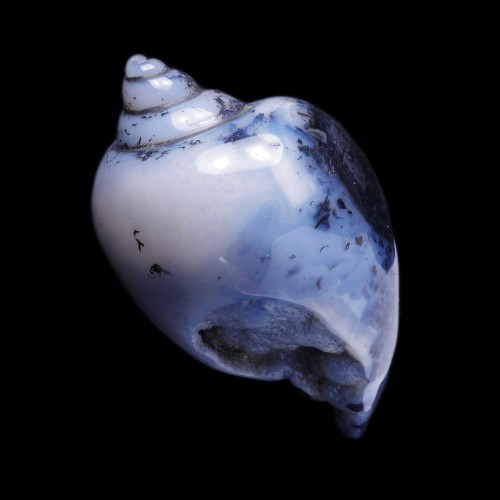 Rare Cretaceous Gastropod epigenized in Dendritic Agate - Betul, India 