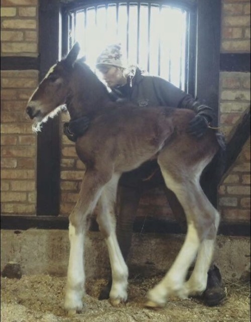 ottbs:  “Yesterday morning this Shire colt decided to try to enter this world with only his he