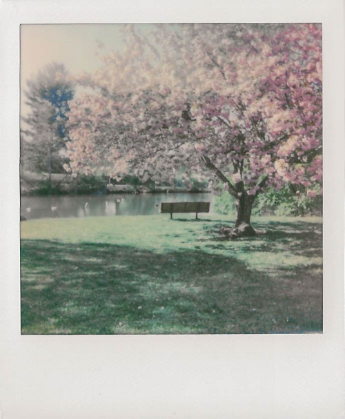 i love polaroids that look like dreams