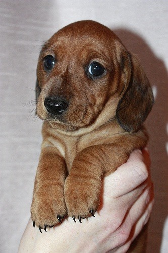 Miniature Dachshund Puppies #Animals Pets on clipzine.me.