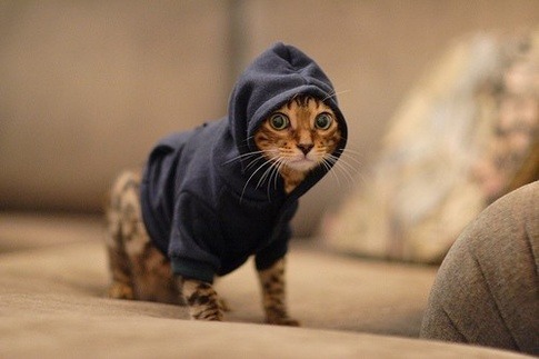 caterville:  It’s All Good in the Hood 