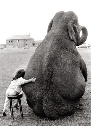 Porn photo A menina e o elefante