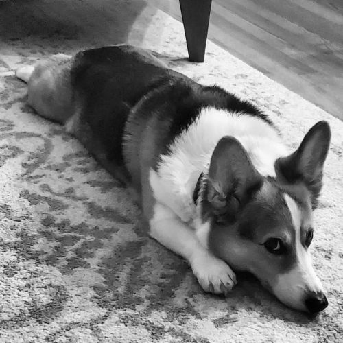 Hmph. #doralucycorgipants #aDORAble #corgisofinstagram #corgisofig #corgination #corgicommunity #co