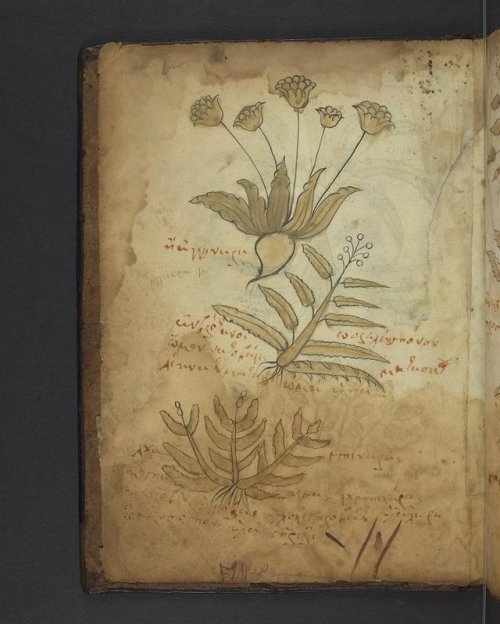 LJS 62, Herbal in the tradition of Dioscorides, features written text on plants and their medicinal 