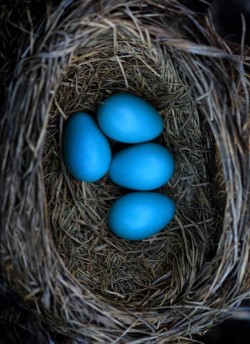 earthandanimals:   Robin Nest & Eggs