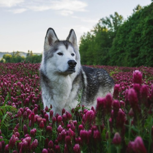 atraversso:   Credit: Loki the Wolfdog adult photos