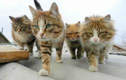 cute-overload:  Reservoir Catshttp://cute-overload.tumblr.com