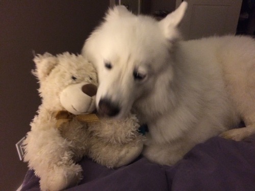 skookumthesamoyed: This didn’t go as planned…