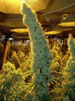 cuckbull:  hootsnchill:  Auto Flowering Seeds  I’m gonna send this as my cock pic from now on.