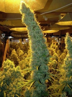 cuckbull:  hootsnchill:  Auto Flowering Seeds