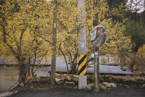 2022-03-20Spring, Cornus officinalis VillageCanon EOS R3 + RF50mm f1.2LInstagram  |  hwantastic79viv