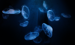 shroomm:“Jellyfish.” by PaulaDarwinkel