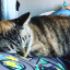 paris-the-cat-2019