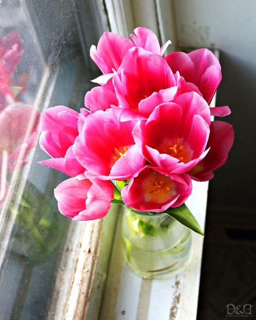 &ldquo;Vase Of Tulips&rdquo; Taken with Canon T6I Location: Edmonton, Alberta, Canada Taken: Spring 