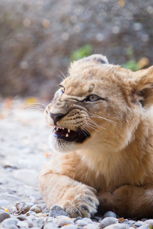 magicalnaturetour:  Grumpy looking lion cub by Cloudtail the Snow Leopard A picture, I’ve made durin