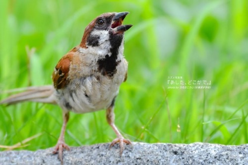 tokyo-sparrows:‪そらはおしえてくれたぁ〜‬ . パート３もこの秋登場（予定） #スズメ写真集『あした、どこかで。』シリーズ１、２ も好評発売中 詳細は→ ali