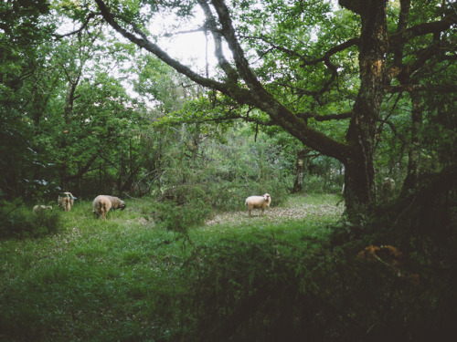 Lot Valley, Occitanie, France