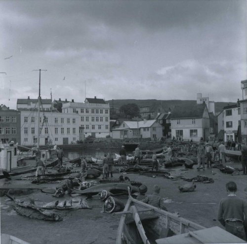 Scenes from a pilot whale hunt in Torshavn, Faroe Islands, Denmark, 1961. Pilot whales were tra