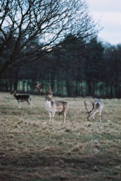 10bullets:  3 Deer (by S.A.Fischer)