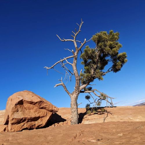 A Pinyon Pine tree I saw in Utah. The pine nuts from these trees were a common food for the ancestra