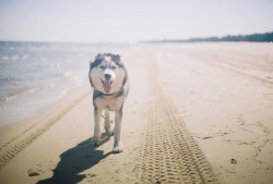 sinkling:  snowpup by jade thiraswas on Flickr. 