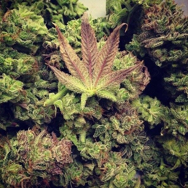 Drugs Help Us See Reality