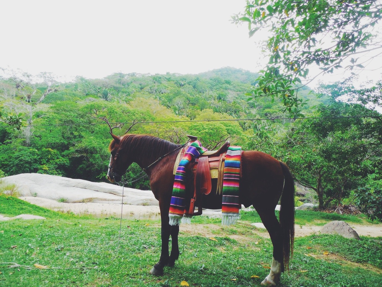 NeoMexicanismos