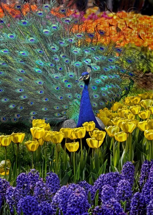 Porn Pics Blending in (Peacock)