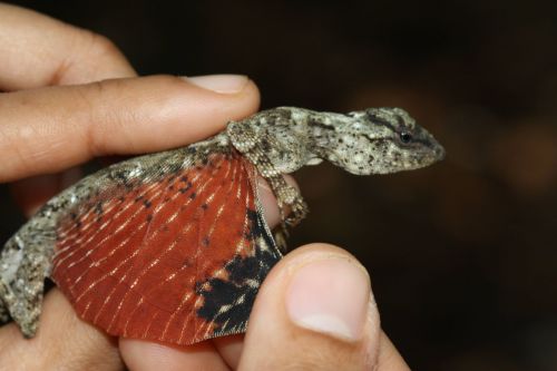 shaynethechangingman: lillymartian: cool-critters: Draco volans Draco volans, commonly known as the 