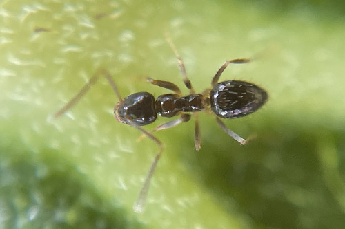 I See At Least One Cool Bug A Day, And Usually Many More, But Its Not Because I Live Anywhere Particularly