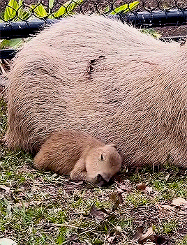 Baby Capybara Named Tupi Via San Antonio Zoo 
