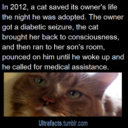 casslord:  ultrafacts:  yon-ce:  ultrafacts:  Source (Want more facts? Click HERE to follow)  how did the cat bring the owner back to consciousness  According to the article: The owner slipped into a diabetic seizure in her sleep and Pudding nudged her