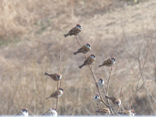 town-sparrow: スズメ　Eurasian tree sparrowTown Sparrow ～ 街のすずめ　ArchiveTown Birds ～ 街の鳥  Archive